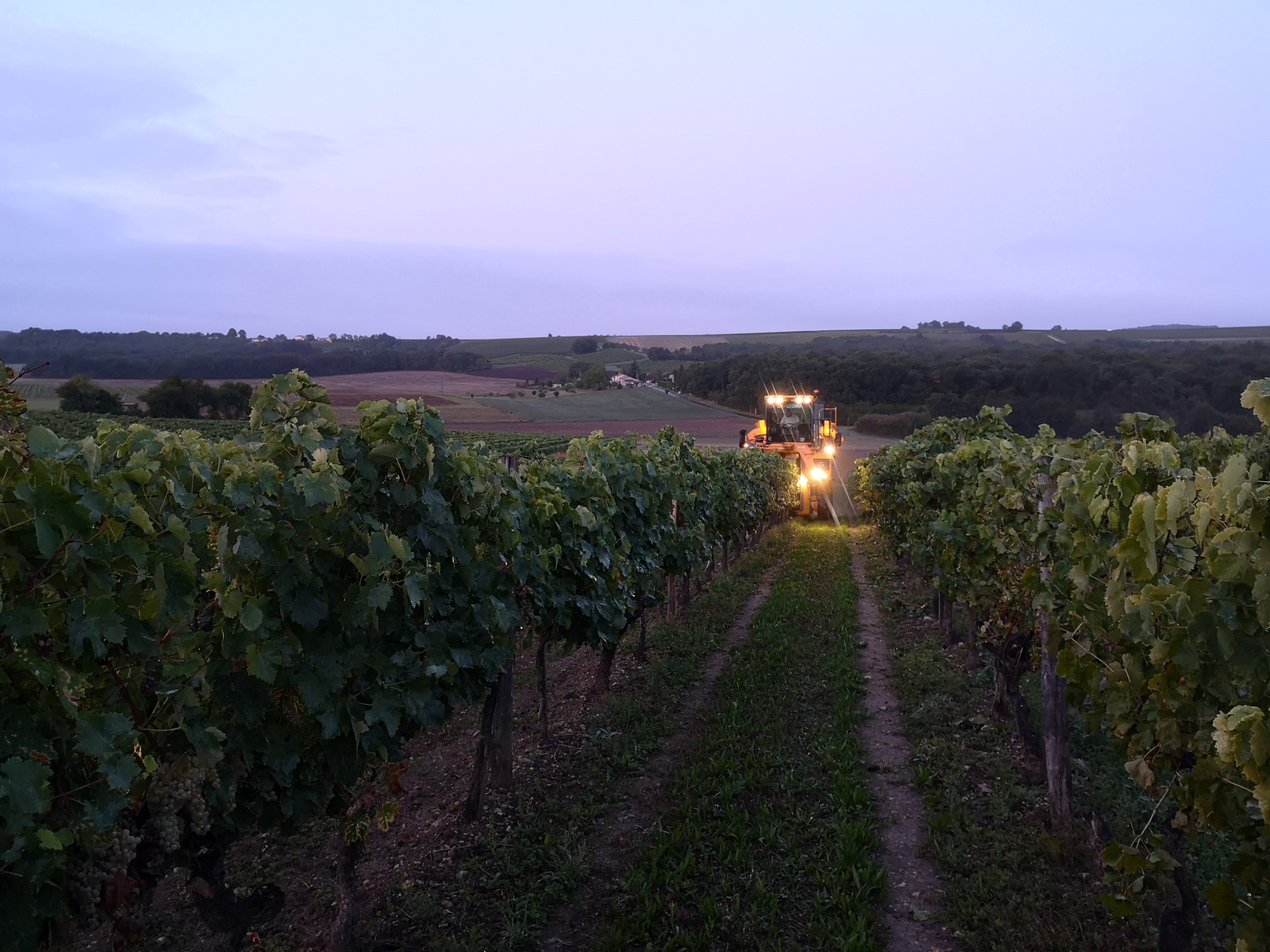 Quelques photos des vendanges 2019