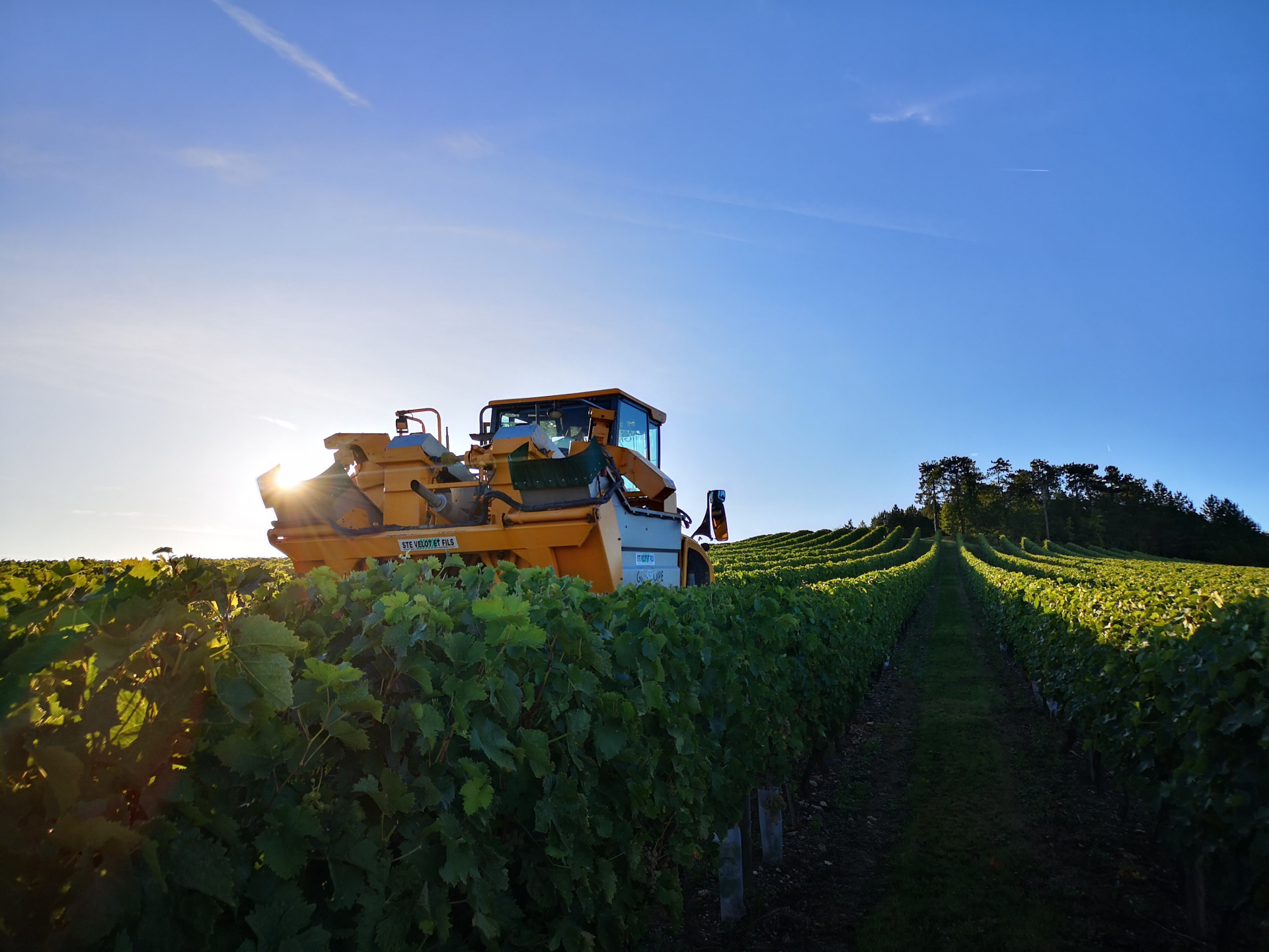 Quelques photos des vendanges 2019