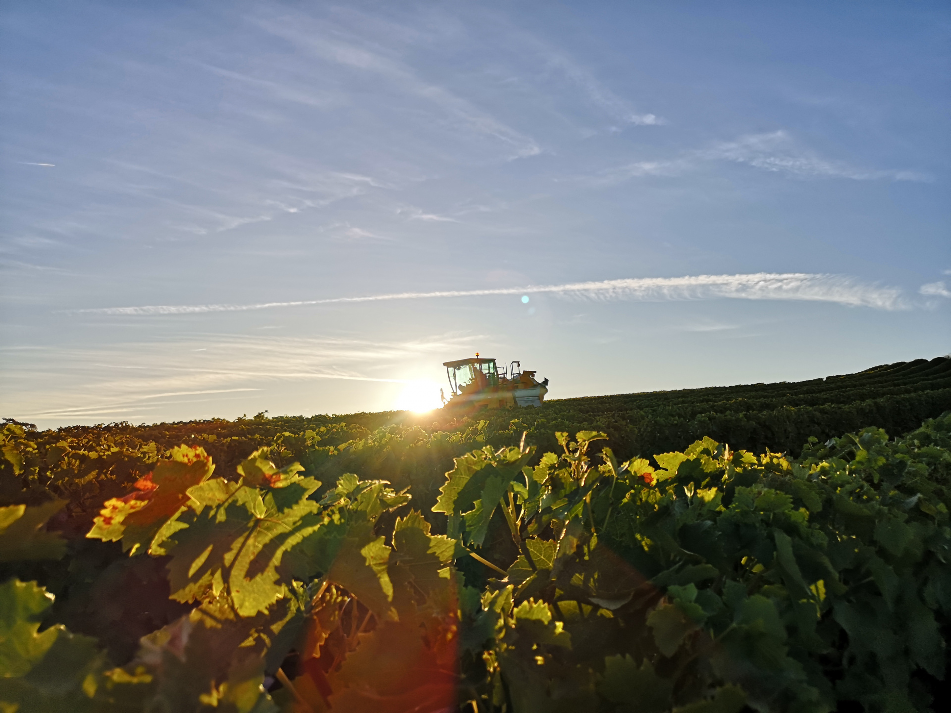 Quelques photos des vendanges 2019